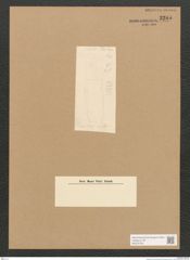 Diatomeae indet. Zeichnungen Sammlung Grunow Nr. 3285 (NHMW-BOT-W0370769)